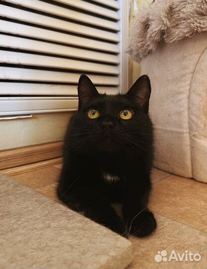 Баффи ищет дом