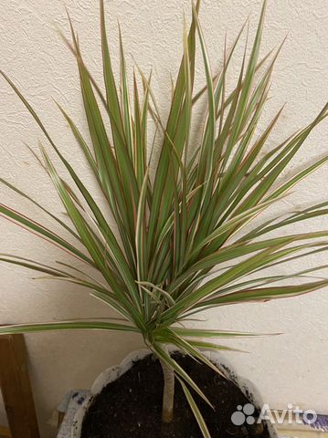 Пальма драцена