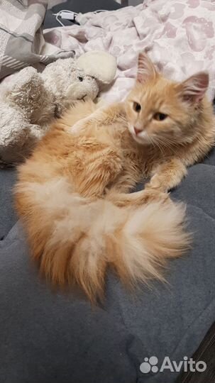 Потеряшка котенок девочка 5-6 мес