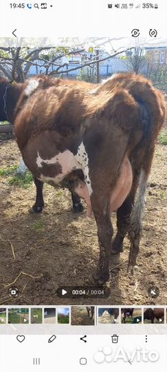 Корова с теленком