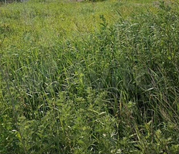 Участок 6 сот. (СНТ, ДНП)