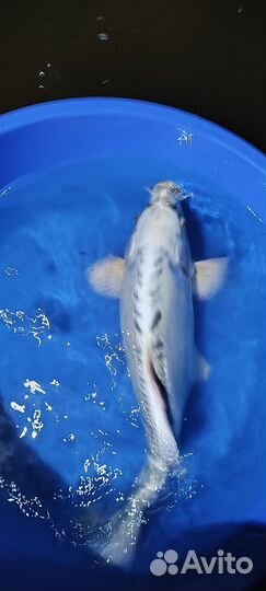 Карп кои крупный