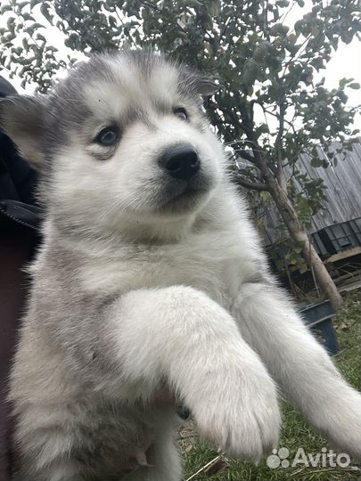 Собаки хаски щенки