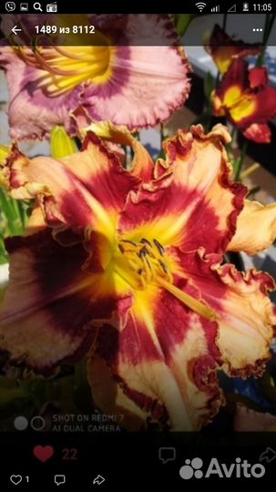 Продам садовые цветы