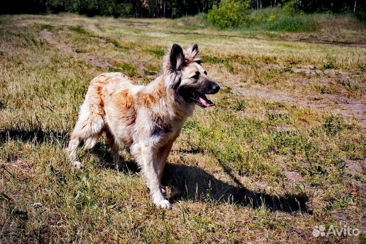 Спасите собаку из приюта
