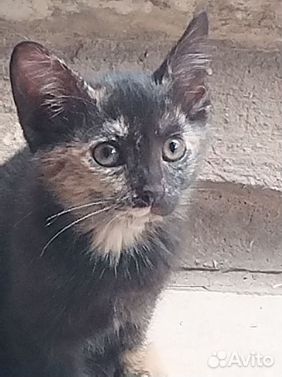 Котенок девочка бесплатно