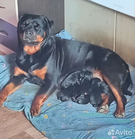 Щенки ротвейлера бронь