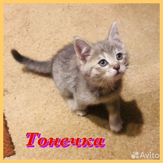 Котёнок ищет дом