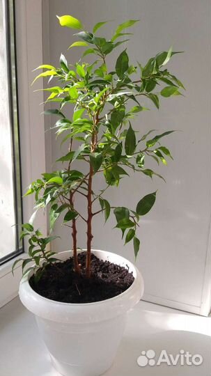 Фикус бенджамина большой