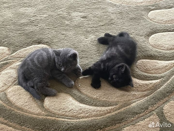 Британские котята