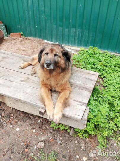 Буян ищет дом