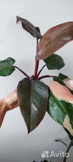 Филодендрон розовая принцесса