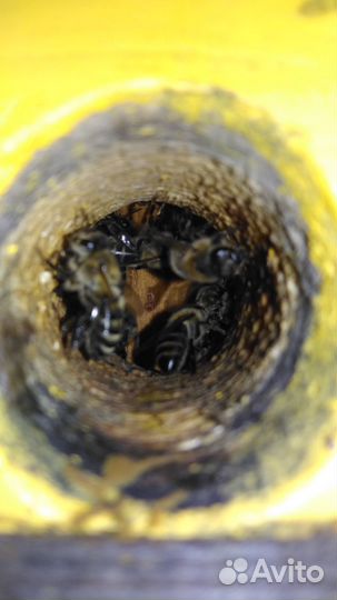 Пчелы, рой пчёл среднерусской породы