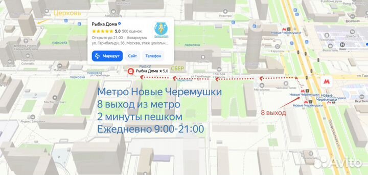 Мидия криспата расписная двустворка - Scaby scripa