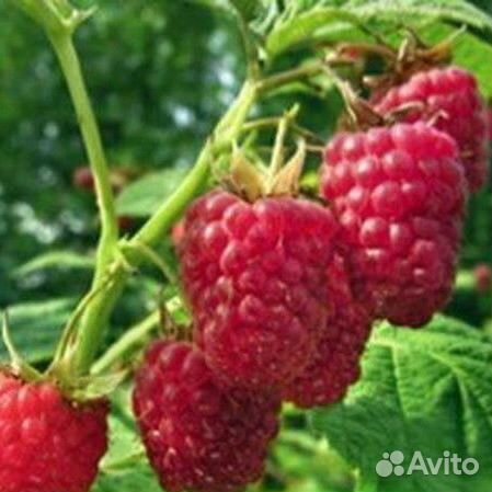 Малина ремонтантная Брусвяна