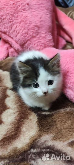 Котятки ищут семью