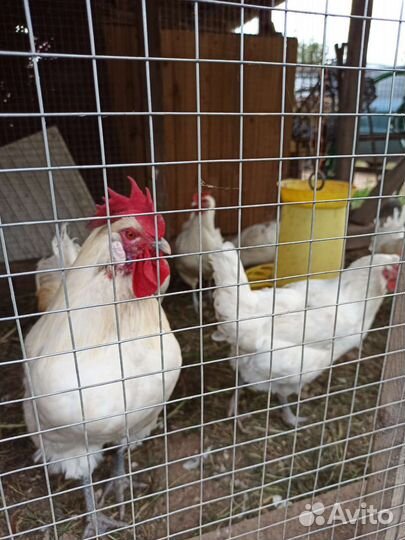 Инкубационное яйцо Бресс галльских кур