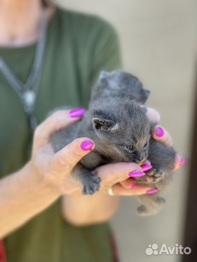 Шотландская вислоухая кошка бесплатно