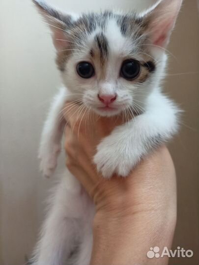 Котята в дар
