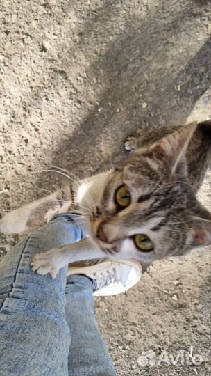 Кошечка в добрые руки