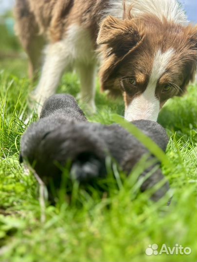 Аусси щенки