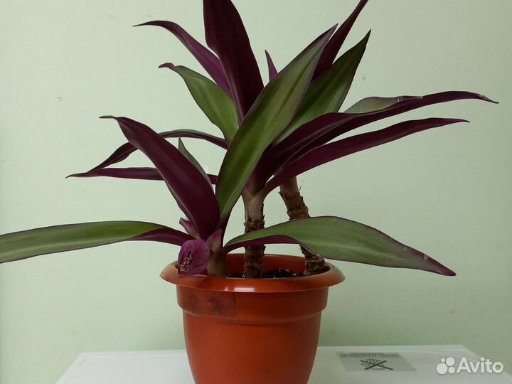 Традесканция Рео