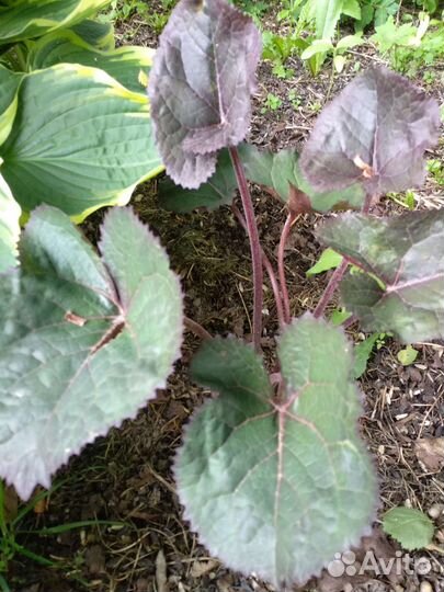 Бузульники,медуницы и др