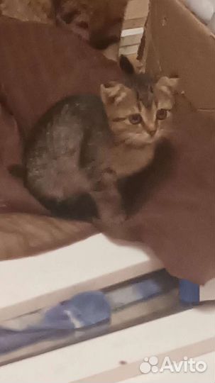 Шотландские котята