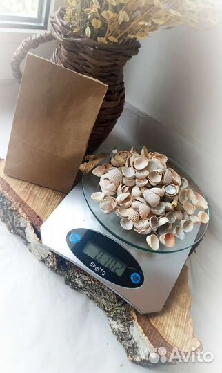 Морские ракушки раковины