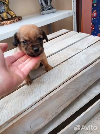 Отдам щенка в добрые руки