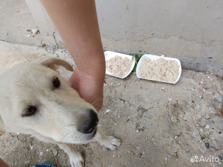 Лучшие друзья