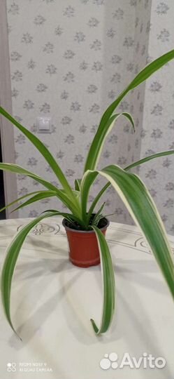 Хлорофитум