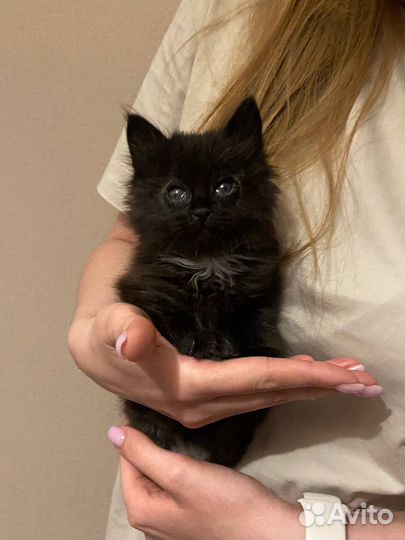 Кошка Тучка ищет постоянных или временных хозяев