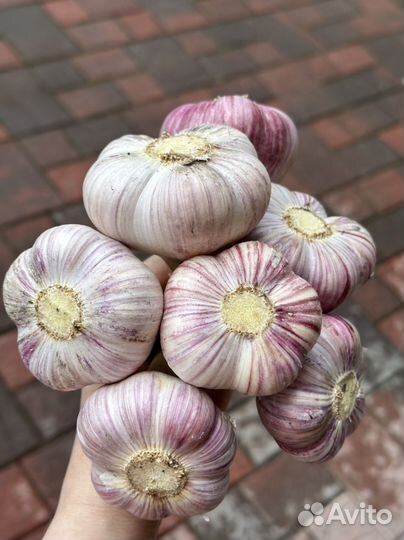 Чеснок домашний