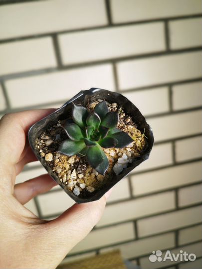 Суккуленты