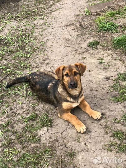 Собака в добрые руки