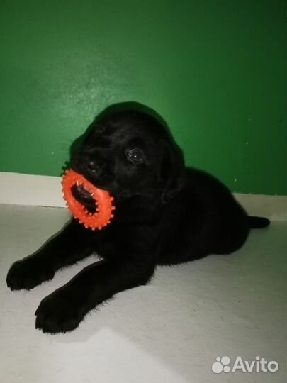 Щенки лабрадора