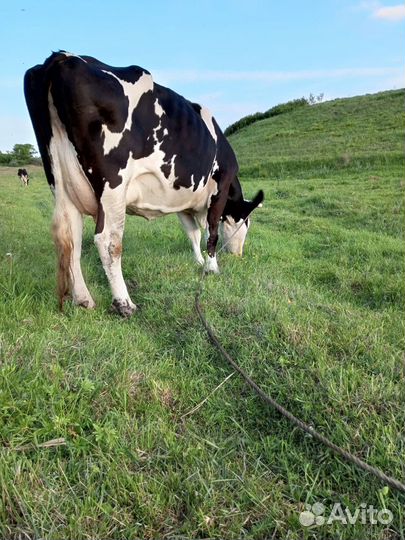 Продам корову