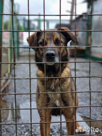 Собаки бесплатно