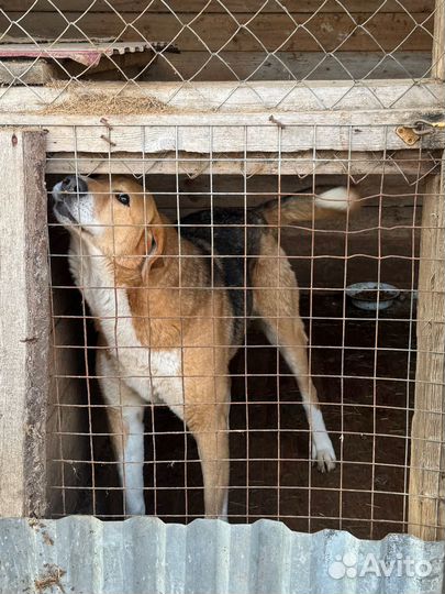 Помесь гончака