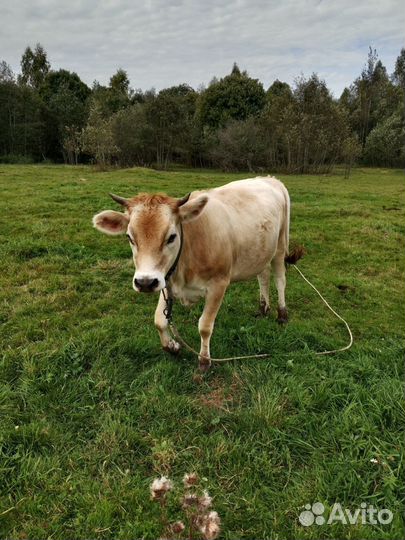Нетель джерси-швид мини. Жеребёнок отъем свинки