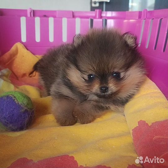 Померанский шпиц