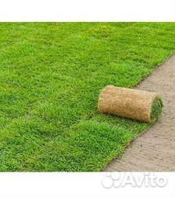 Рулонный газон с гарантией