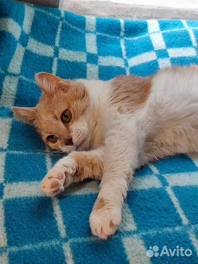 Кошка в добрые руки