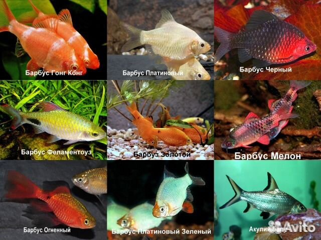 Аквариумные рыбки