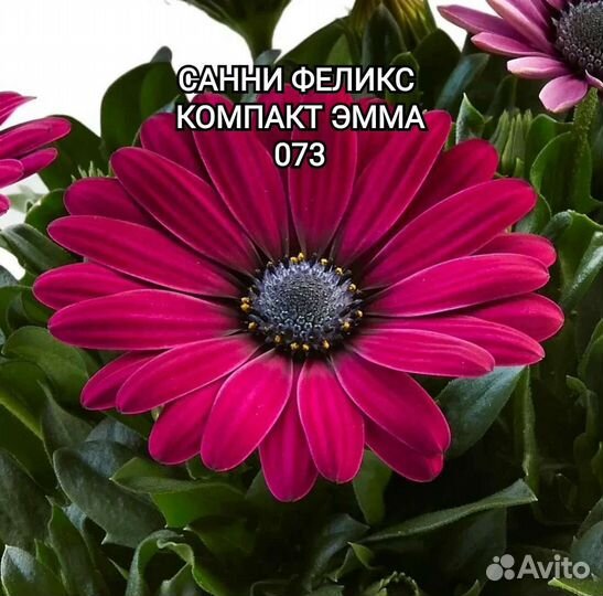 Остеоспермум