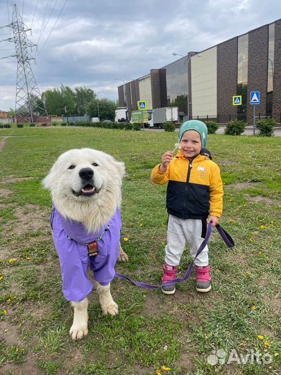 Собаки для съёмок аренда прогулки