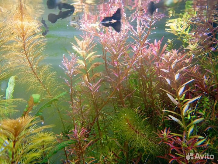 Гуппи Черный Монах