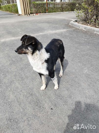 Собака в добрые руки отдам бесплатно