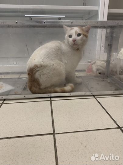 Котик Гоша в поисках дома